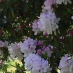 Bois des Moutiers (288) Mai 2012