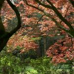 Bois des Moutiers (29) Mai 2012