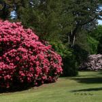 Bois des Moutiers (296) Mai 2012