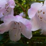 Bois des Moutiers (301) Mai 2012