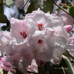 Bois des Moutiers (31) Mai 2012