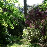 Bois des Moutiers (318) Mai 2012