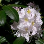 Bois des Moutiers (319) Mai 2012