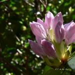 Bois des Moutiers (320) Mai 2012