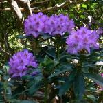 Bois des Moutiers (322) Mai 2012