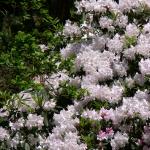 Bois des Moutiers (326) Mai 2012