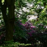 Bois des Moutiers (329) Mai 2012