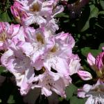 Bois des Moutiers (332) Mai 2012