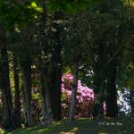 Bois des Moutiers (336) Mai 2012