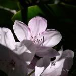 Bois des Moutiers (342) Mai 2012