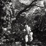 Bois des Moutiers (343) Mai 2012