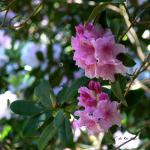 Bois des Moutiers (347) Mai 2012