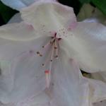 Bois des Moutiers (349) Mai 2012