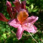 Bois des Moutiers (350) Mai 2012