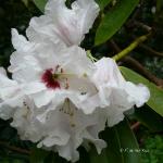 Bois des Moutiers (37) Mai 2012