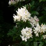 Bois des Moutiers (39) Mai 2012