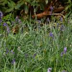 Bois des Moutiers (48) Mai 2012