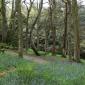 Bois des Moutiers (49) Mai 2012