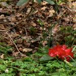 Bois des Moutiers (59) Mai 2012