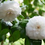 Bois des Moutiers (64) Mai 2012