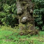 Bois des Moutiers (74) Mai 2012