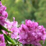 Bois des Moutiers (94) Mai 2012