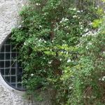 Bois des Moutiers (95) Mai 2012