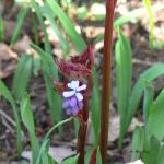 Bois des Moutiers (101) mars 2012