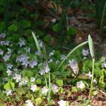 Bois des Moutiers (103) mars 2012