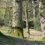 Bois des Moutiers (104) mars 2012
