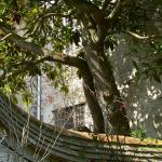 Bois des Moutiers (106) mars 2012