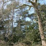 Bois des Moutiers (107) mars 2012