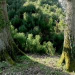 Bois des Moutiers (134) mars 2012