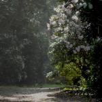 Bois des Moutiers (145) mars 2012