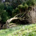 Bois des Moutiers (54) mars 2012