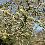 Bois des Moutiers (57) mars 2012