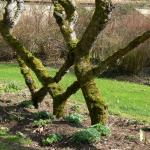 Bois des Moutiers (58) mars 2012