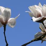 Bois des Moutiers (83) mars 2012