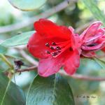 Bois des Moutiers (85) mars 2012