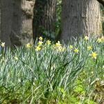 Bois des Moutiers (94) mars 2012