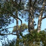 Bois des Moutiers (98) mars 2012