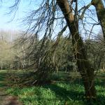 Bois des Moutiers (12) mars 2012