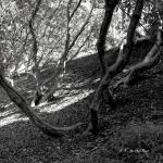 Bois des Moutiers (143) mars 2012