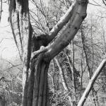 Bois des Moutiers (146) mars 2012