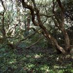 Bois des Moutiers (15) mars 2012