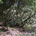 Bois des Moutiers (16) mars 2012