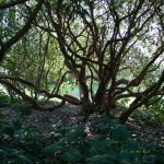 Bois des Moutiers (2) mars 2012