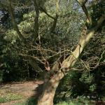 Bois des Moutiers (28) mars 2012