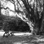 Bois des Moutiers (29) mars 2012