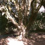 Bois des Moutiers (30) mars 2012